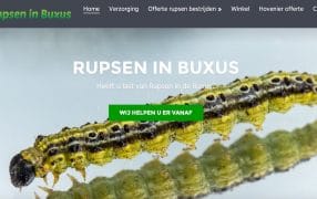 buxus rups
